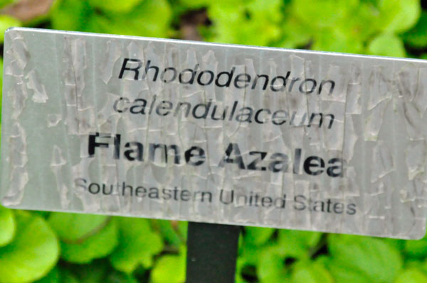 Flame Azalea Rhododendron sign